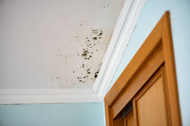 Why You Should Choose Our Mold Remediation Services in Warsaw, IL